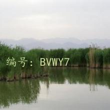 ʼ